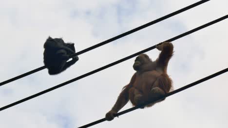 los orangutanes del noroeste de borneo cuelgan en cuerdas en el aire en el zoológico de dublín, irlanda.