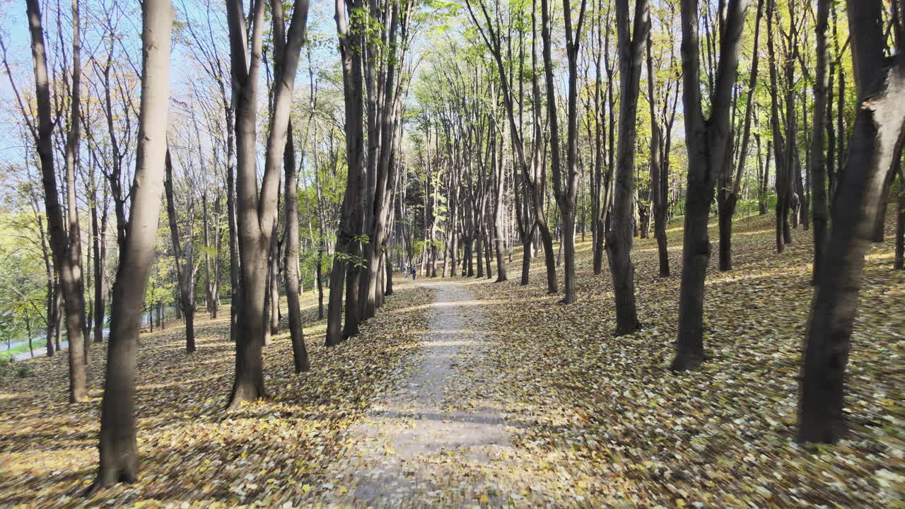 Walking along a quiet path in an autumn forest showcases trees shedding their leaves. Nature offers tranquility, inviting a relaxing escape from daily life