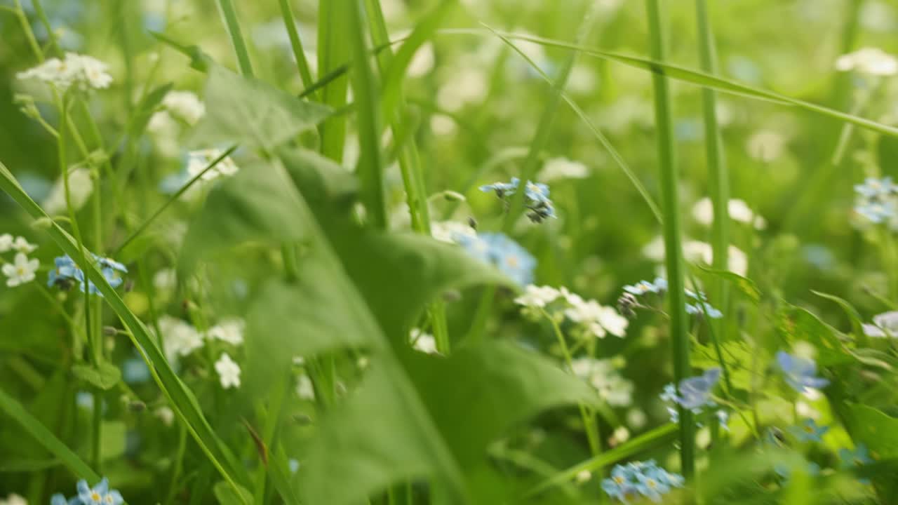 봄의 초원에서 꽃이 피는 잊지 마세요