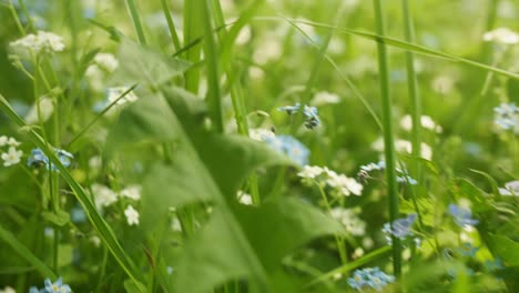 forget-me-nots bloom in spring meadow