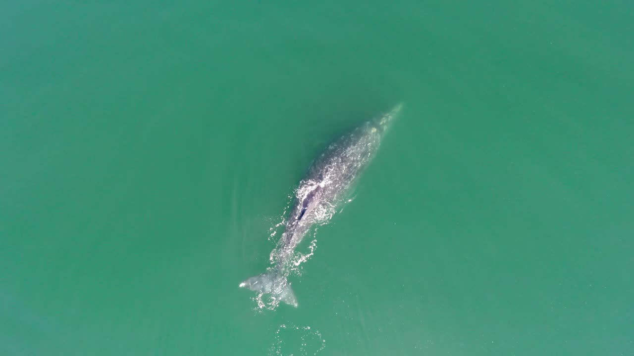 съемка с центроплана серым китом с детенышем в лагуне охо-де-либре, биосферный заповедник эль-вискайно, штат баха-калифорния, сша