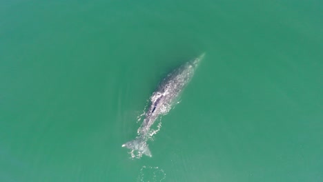 Toma-Aérea-Centinal-De-Una-Ballena-Gris-Con-Su-Cría-En-La-Laguna-Ojo-De-Liebre,-Reserva-De-La-Biosfera-De-El-Vizcaino,-Baja-California-Sur