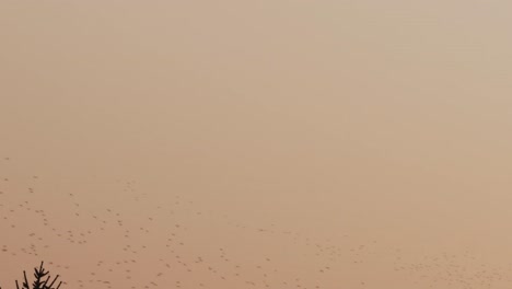 Huge-cloud-of-starling-birds-flying-in-the-evening-sky