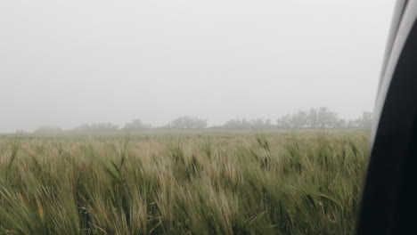 PickUp-truck-hood-with-view-on-misty-windy-field