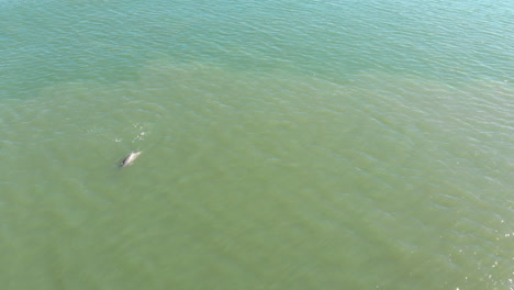 drone shots of dolphins swimming in the ocean