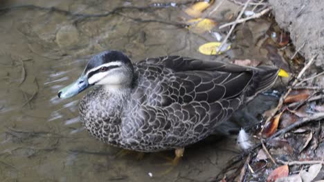 duck swimming and interacting in natural habitat