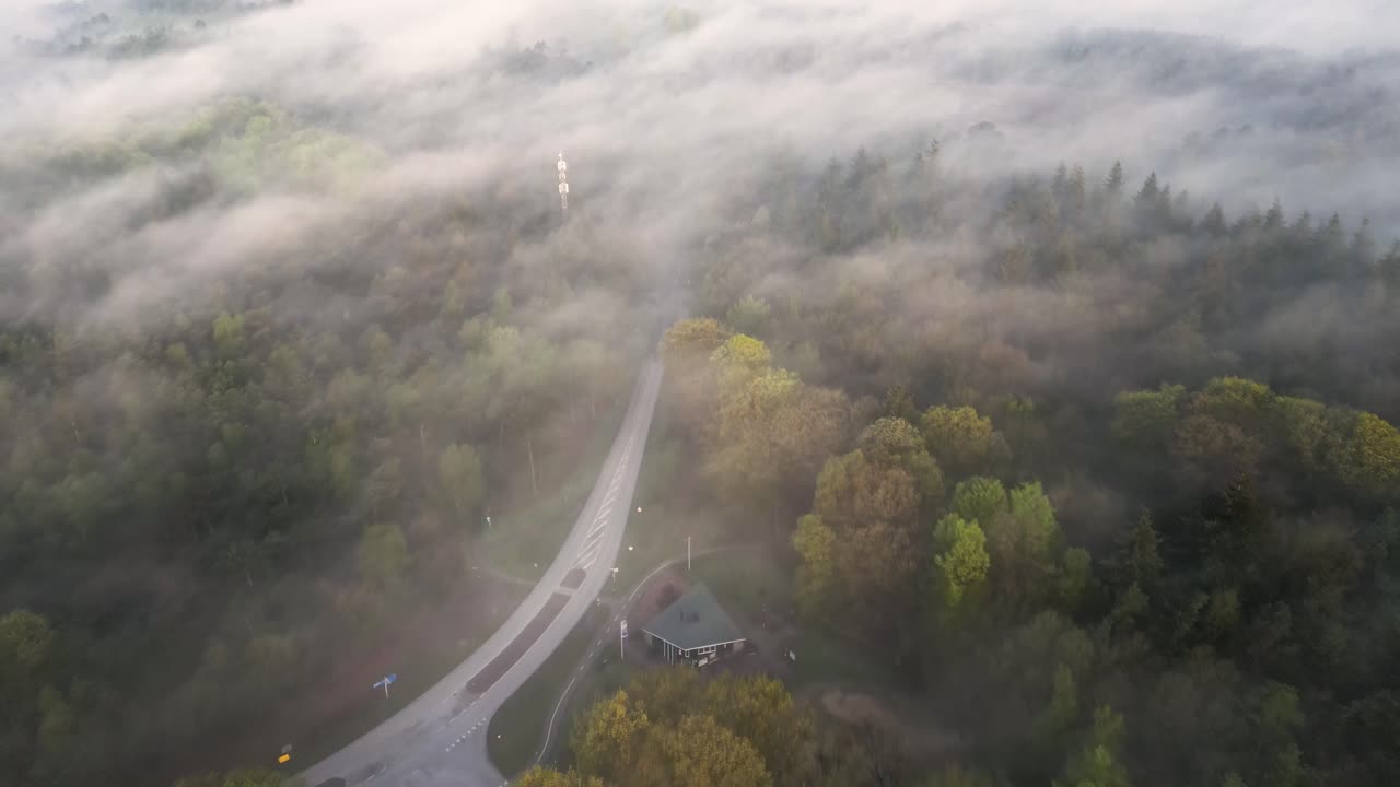 camino del bosque de niebla