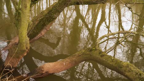 4k willow tree growing in the bed side of the river tone in taunton, water reflecting the tree branches and trunks
