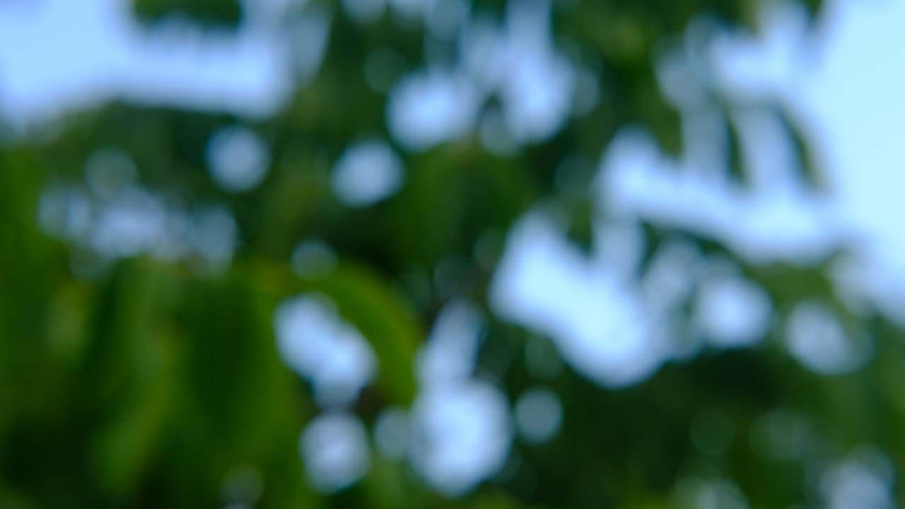 초점 밖 초록색 잎 배경