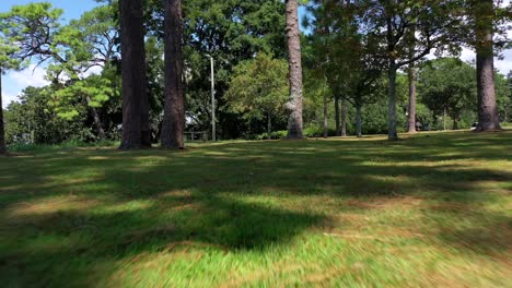 droning through pine trees in fairhope alabama