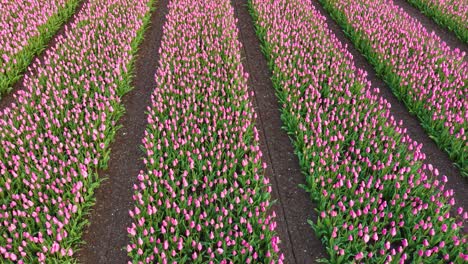 aerial view of vibrant pink tulip fields in full bloom, showcasing the beauty of dutch agriculture. tilt up.