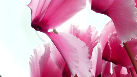 blooming cyclamen. rotating movement. close-up