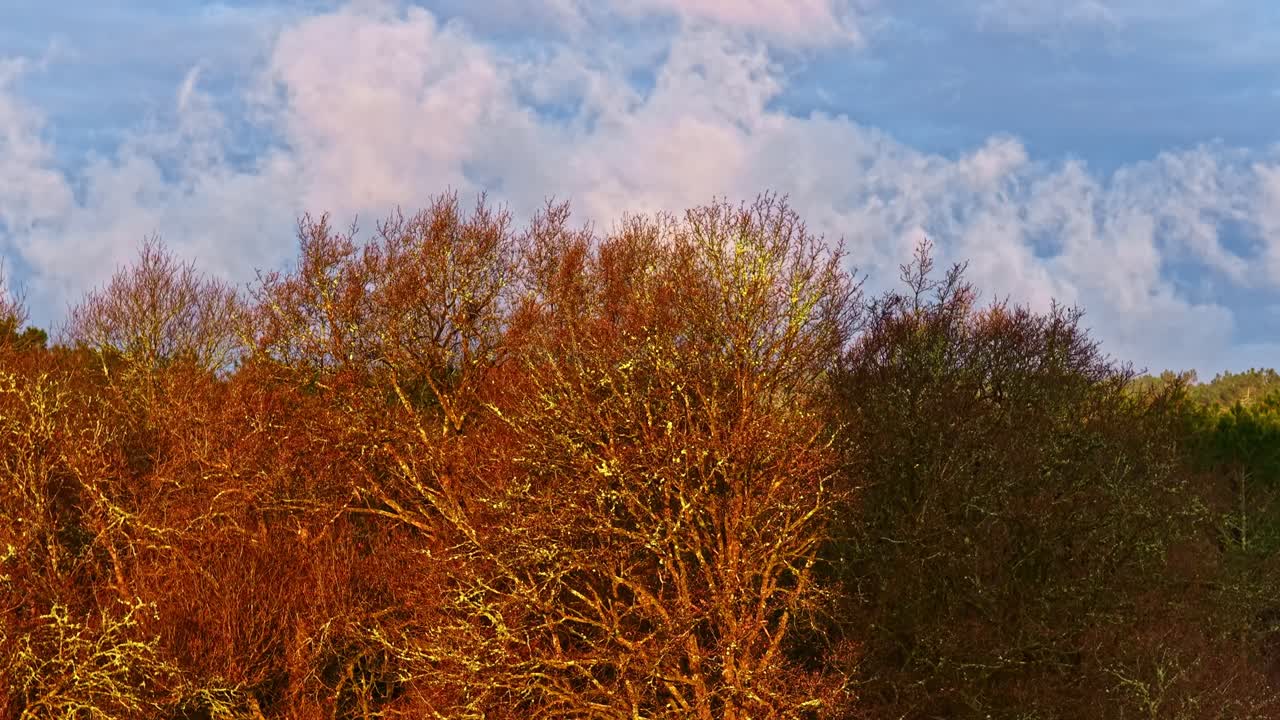 Inquadratura ascendente con drone dietro un albero illuminato dal sole arancione che rivela un paesaggio forestale sotto un cielo azzurro.