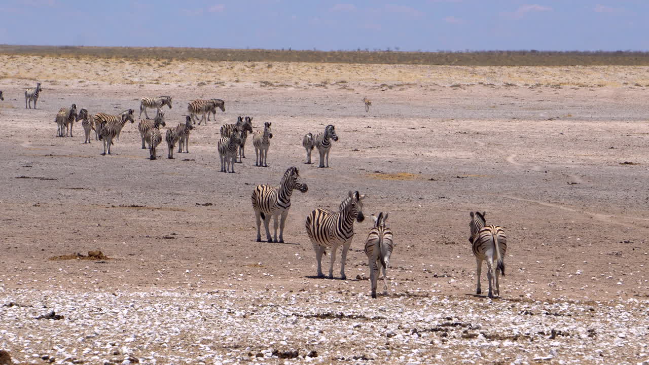 cebras en el parque nacional de etosha