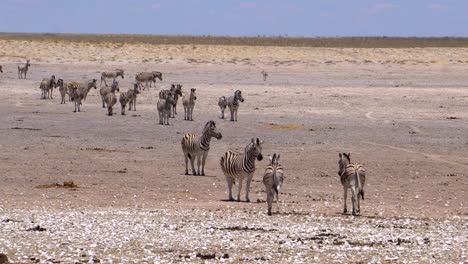 zebras in etosha national park