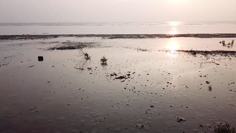 sliding over low tide mangrove tree during sunset at kuala muda, kedah.