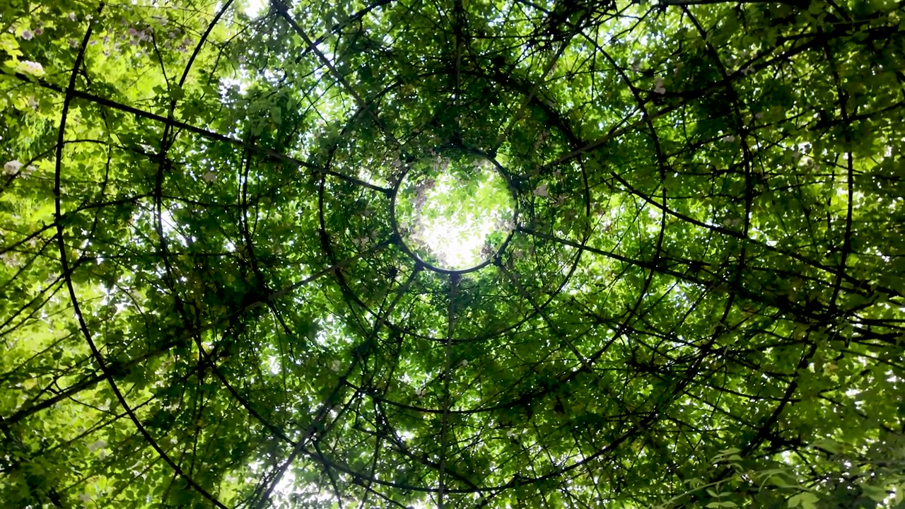 Struttura metallica circolare ricoperta di fogliame di carpino che ruota in alto, formando una volta vegetale con un'apertura luminosa al centro