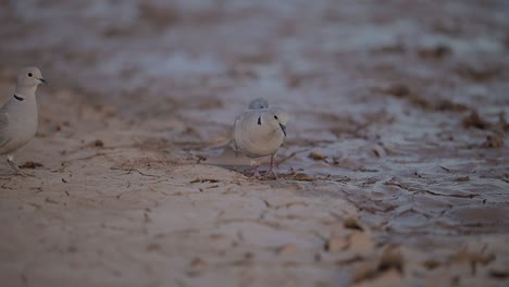 alimentación de las palomas de cuello eurasiático