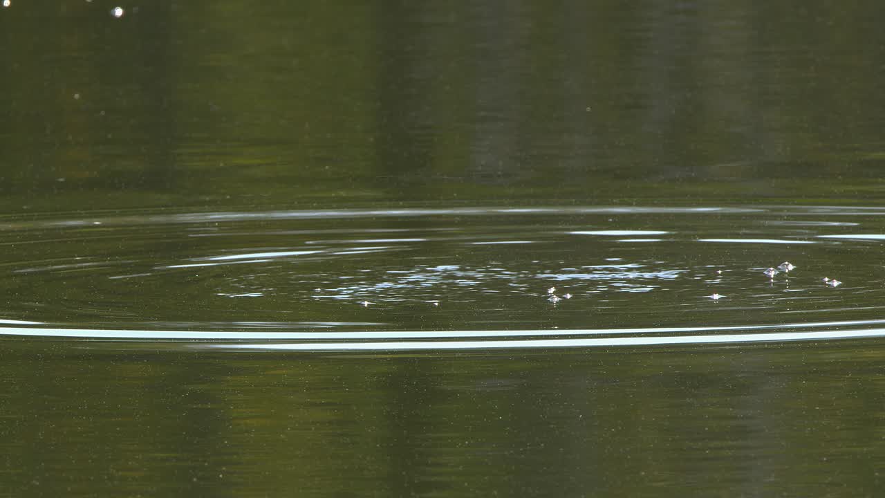Close up bird: Backlit Grebe waterbird dives under lake water surface