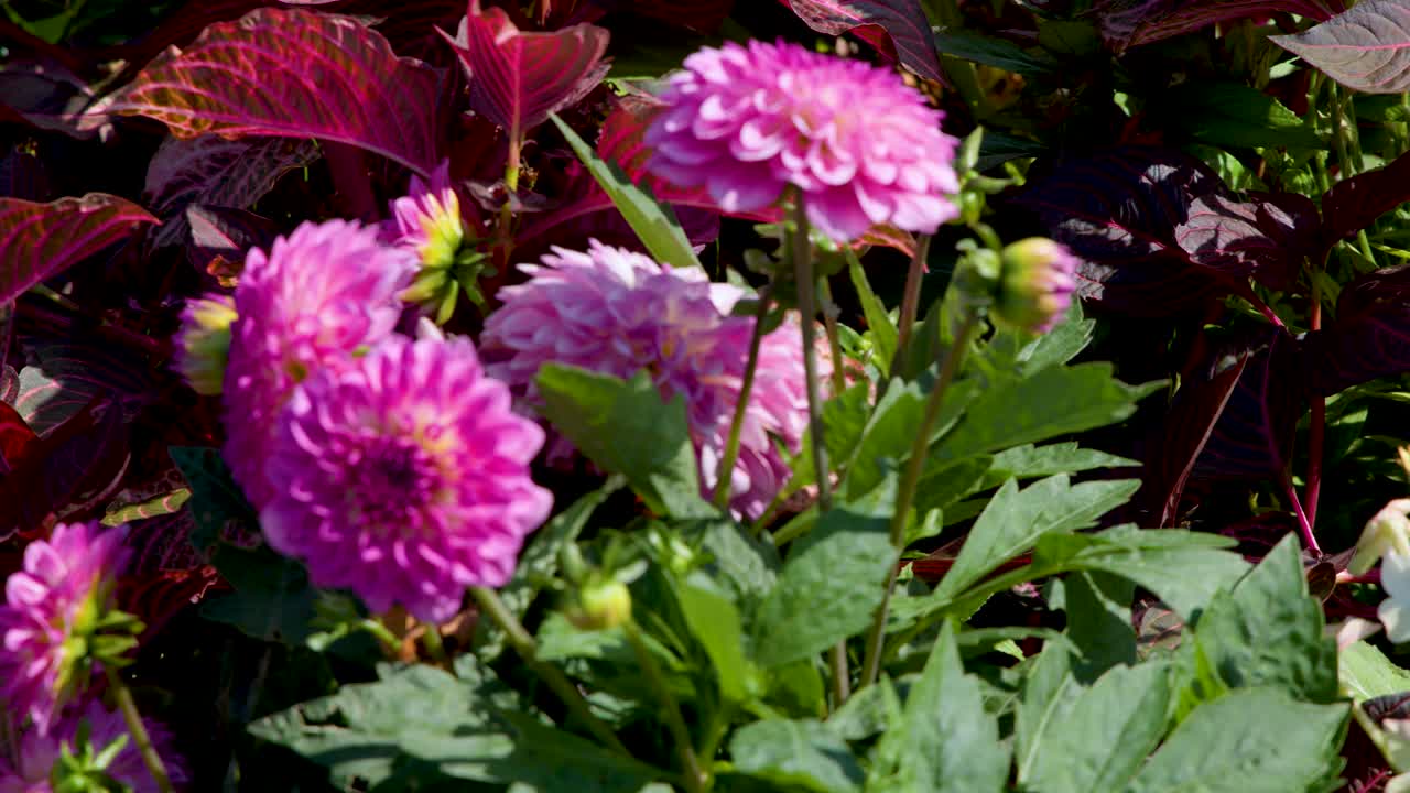 Camera smoothly pans over blooming penstemon, dahlia, salvia, and zinnia in bright daylight