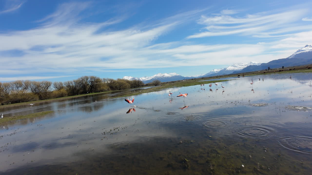 푸른 파타고니아 호수 위를 날아다니는 분홍색 칠레 플라밍고 의 공중 사진.