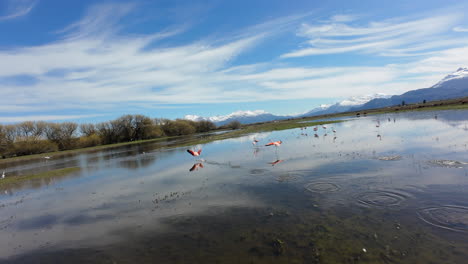 vista aérea de una bandada de flamencos chilenos rosados volando sobre el sereno lago de la patagonia. conservación.