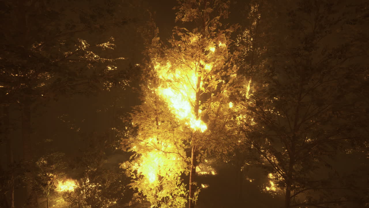 밤에 숲 속의 나무를 는 불은 극적인 빛을 만들어 니다.