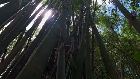 imágenes de gran angular de plantas de bambú con follaje denso y bengalas solares