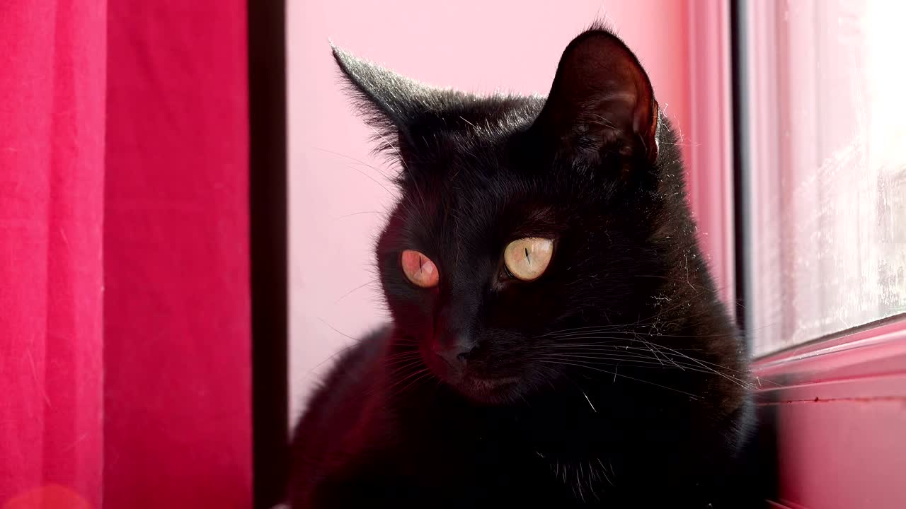 um gato preto bonito olhando nervosamente pela janela