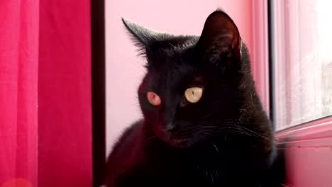 cute black young cat looking out of the window nervously