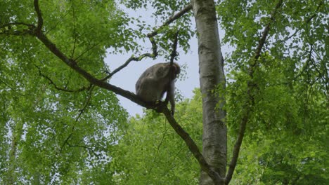 Perching-on-one-of-the-branches-of-a-tree-in-Tretham-Monkey-Forest,-a-Barabry-Macaque-is-resting-as-some-birds-are-flying-in-the-background