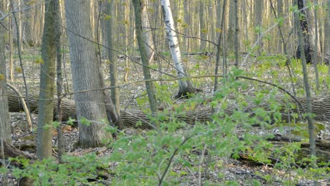 one black and one grey squirrels fighting in the forest during sunny day in background