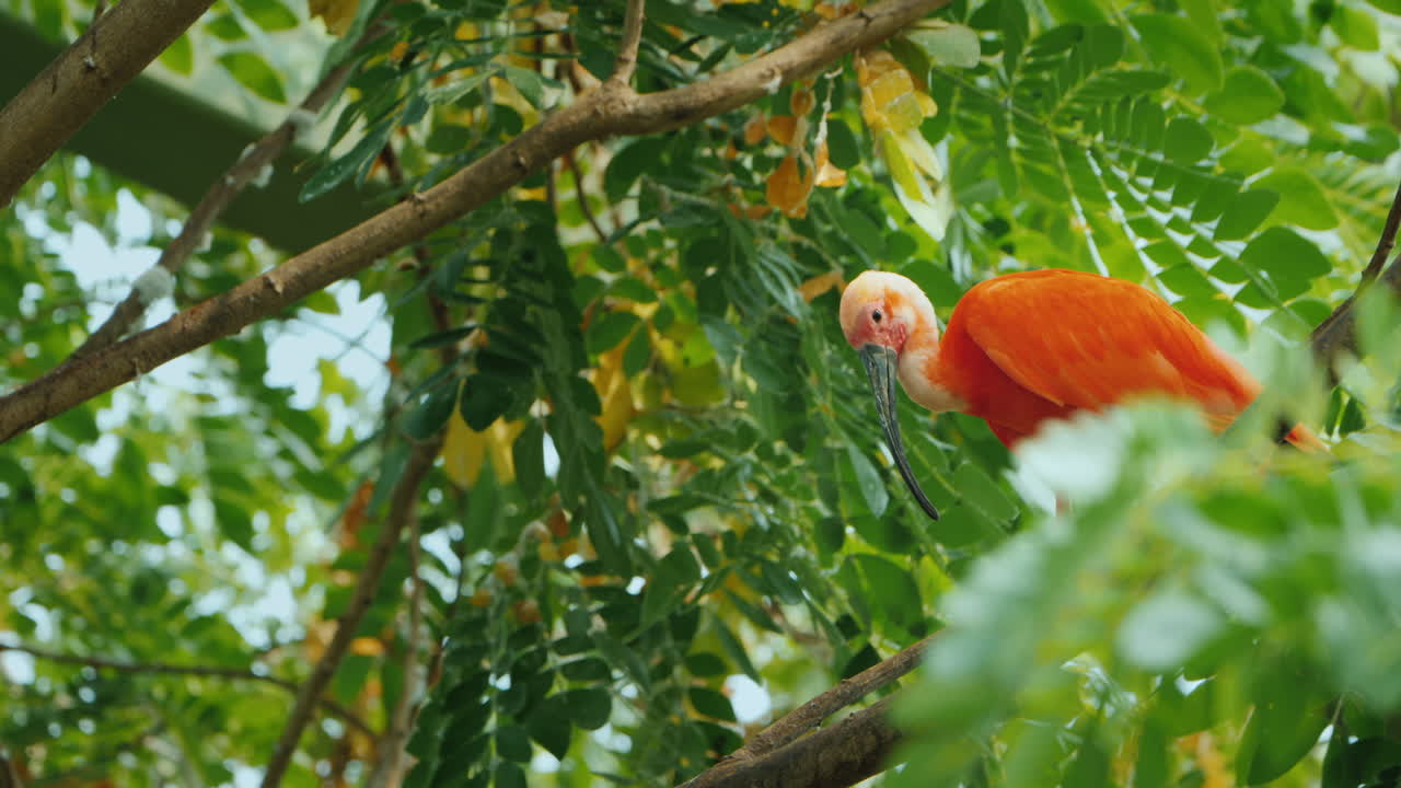 hermoso pájaro sueño irbis escarlata sentado en las ramas de un árbol 4k video