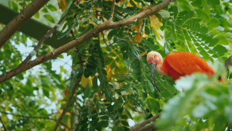 Beautiful-Bird-Sleepy-Scarlet-Irbis-Sitting-In-The-Branches-Of-A-Tree-4k-Video