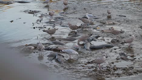 seagulls gather by a river feasting on dead salmon during a salmon run at low tide