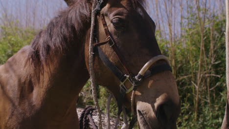 Two-beautiful-majestic-horses-tied-up-with-bridles-waiting-to-go-on-a-horse-ride