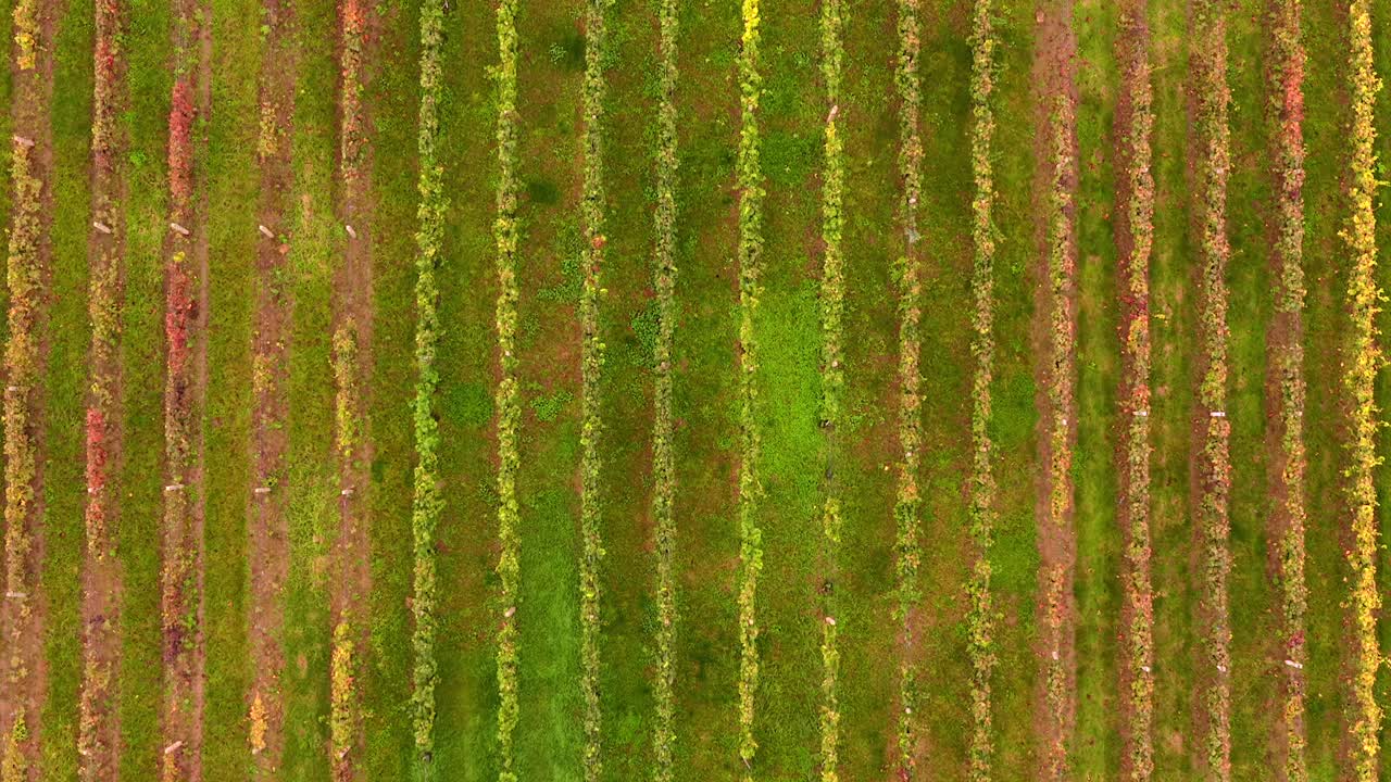 Aerial view of vineyard rows in South Moravia, Czech Republic during harvest