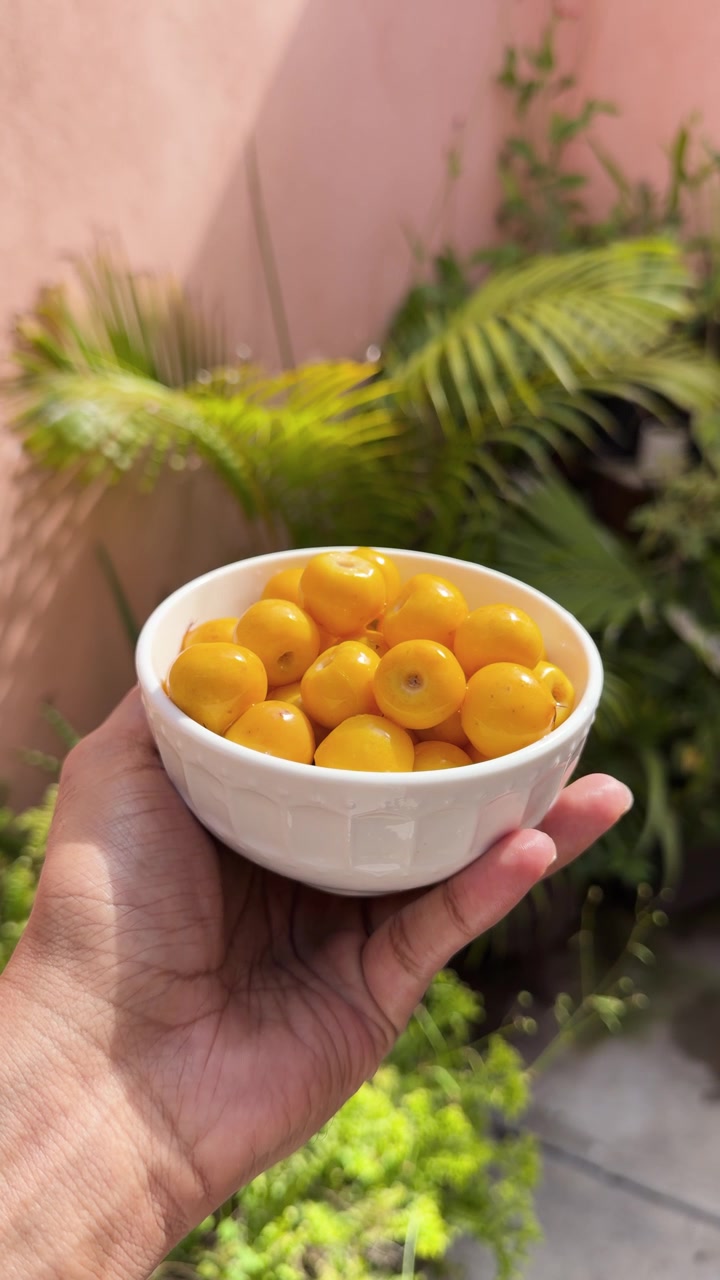 Hand holds white bowl filled with ripe yellow nance fruits outdoors among green plants, vertical