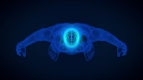 2 videos in one, Male body organs and skeleton x-ray scan - top view from above, 4K 60fps UHD 3D seamless looping animations