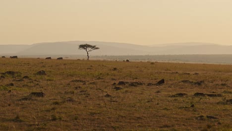 slow motion of masai mara savannah landscape scenery, africa savanna plains and acacia tree in golden orange sunset light, driving through african maasai mara scene in gimbal tracking shot