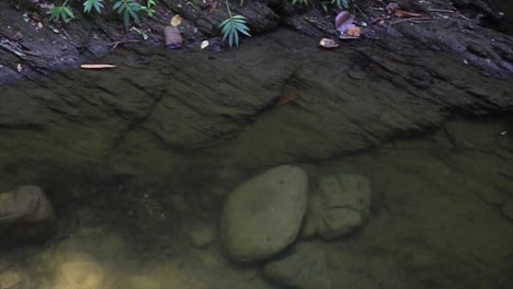 Un-Río-Lento-Con-Agua-Estancada-A-Través-De-Un-Bosque