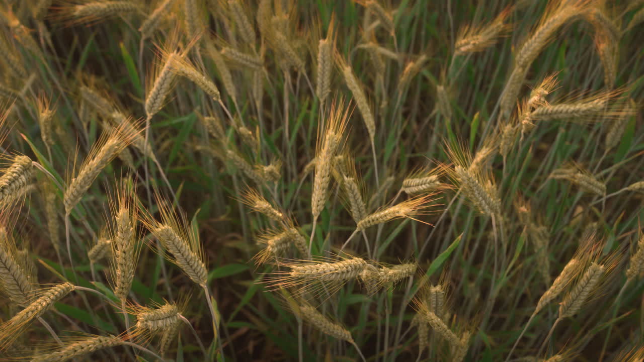 golden rye field with ripe wheat ready to harverst