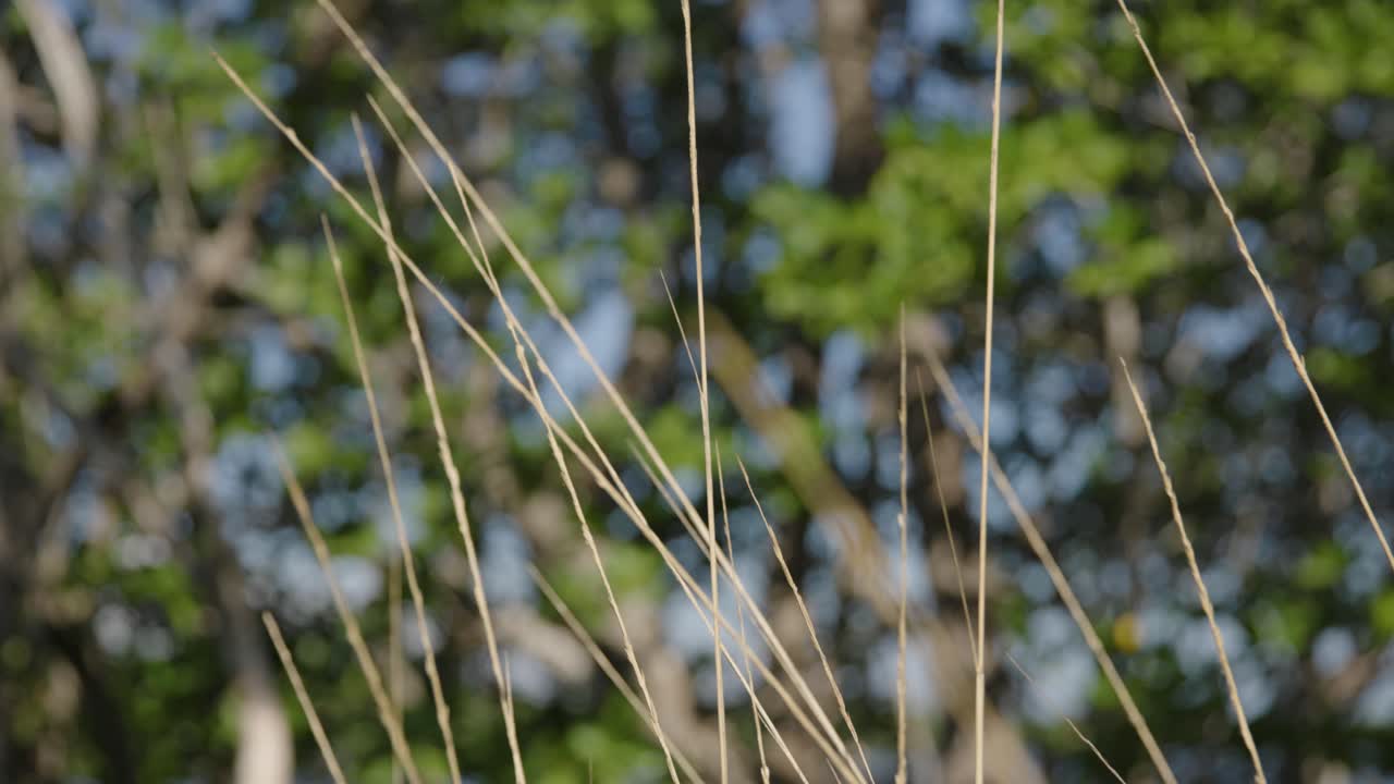 플로리다에서 키 큰 황금색 풀이 바람에 부드럽게 흔들리는 모습이 슬로우 모션으로 클로즈업되었어요. 자연, 추상 또는 분위기 있는 장면에 이상적인 부드러운 자연스러운 움직임과 텍스처를 담고 있습니다.