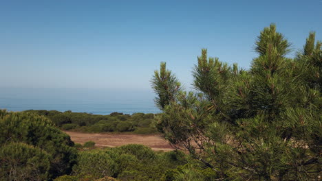 Pine-tree-on-the-beach-cliff
