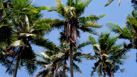 contemplando las palmeras de coco balanceándose suavemente en una brisa refrescante en un día caluroso y húmedo en la playa en una isla tropical