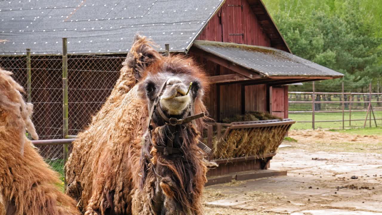 camello bactriano mastica heno - cámara lenta