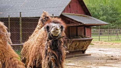 bactrian camel chews hay - slow motion