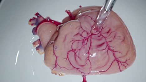 water-filled heart model