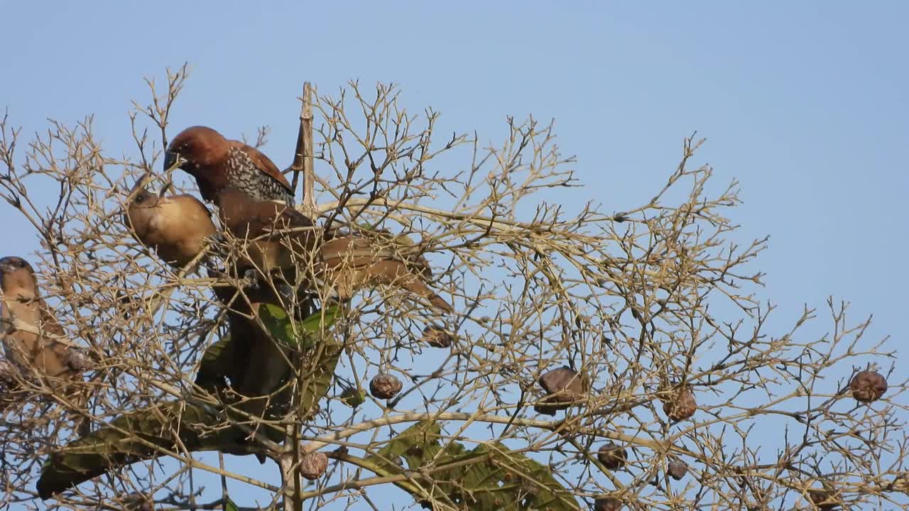 familia lonchura en el área del estanque