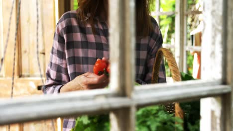 Mature-woman-looking-at-tomatoes-4k